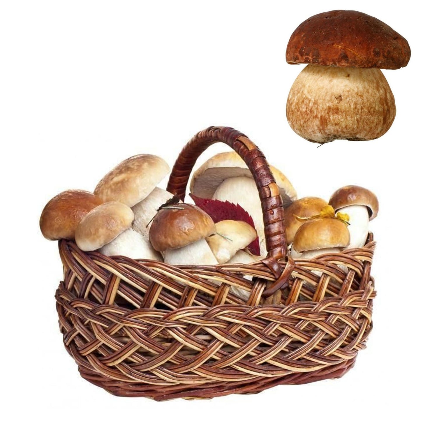 Maserin Coglifunghi Pilzmesser mit Bürste, mit Maßskal, mit Pinzette, mit Federclip, Klappmesser, Made in Italy, AISI 440 Edelstahl, Buche