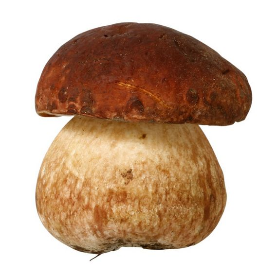 Pilzmesser, Klappmesser, Klappbares Pilzmesser mit Olivenholzgriff, Maserin Pilzmesser, belii-grib